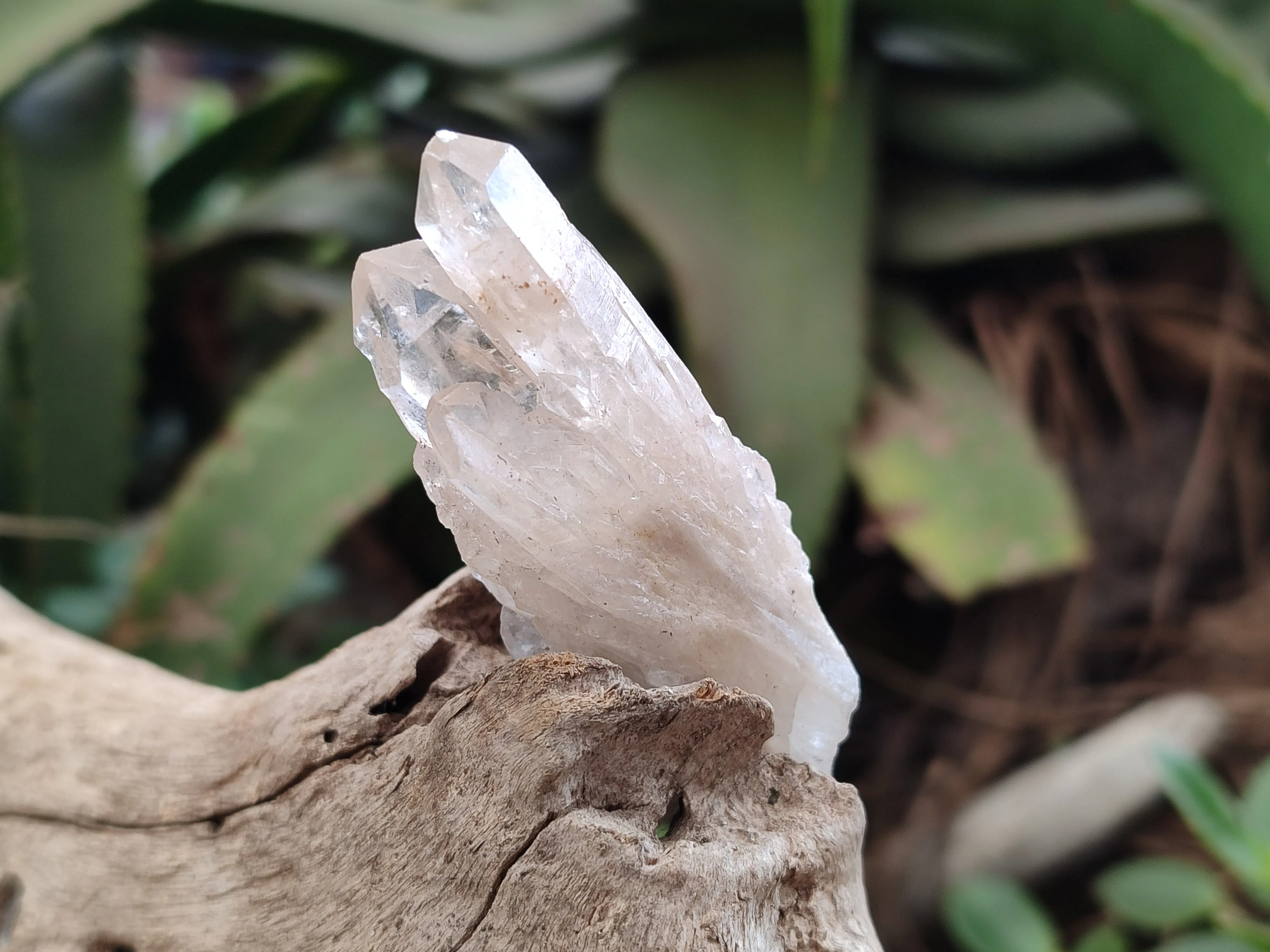 Natural Cascading Quartz Crystals x 20 From Luena, Congo